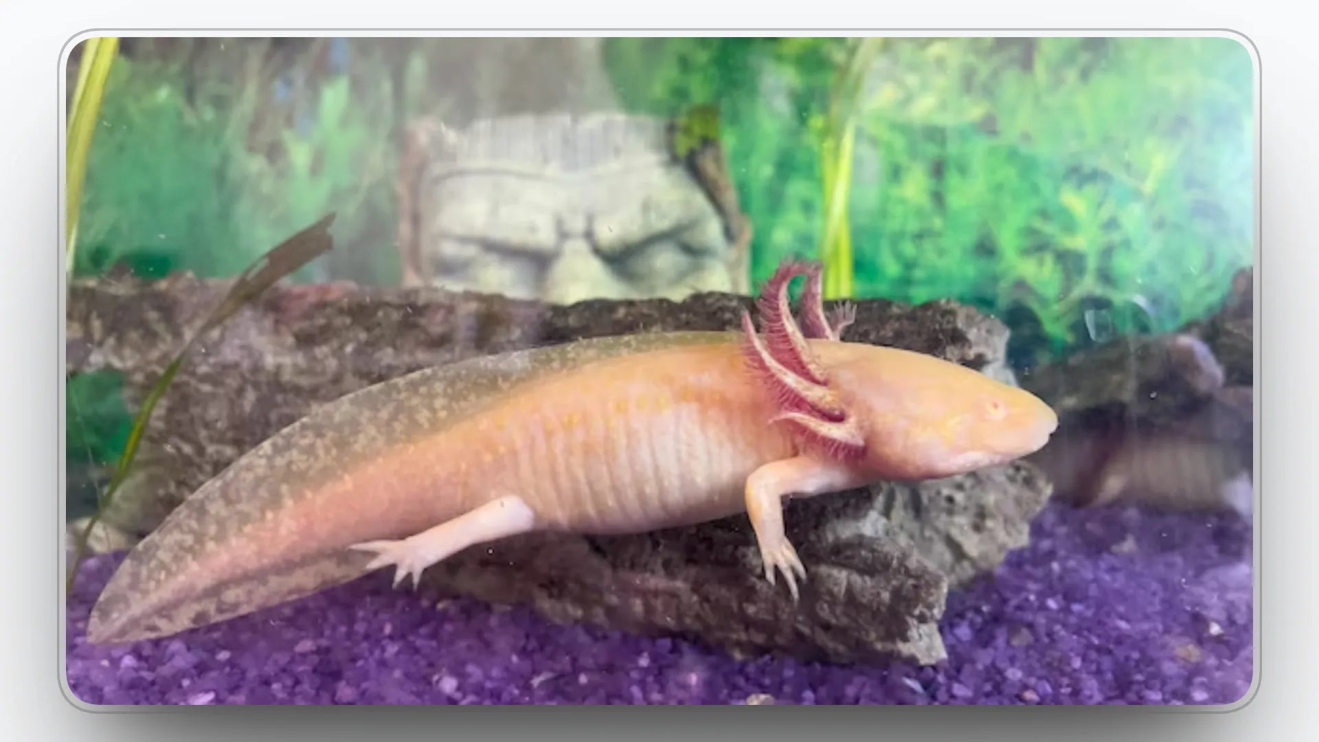 Mosaic vs Hypomelanistic Axolotls