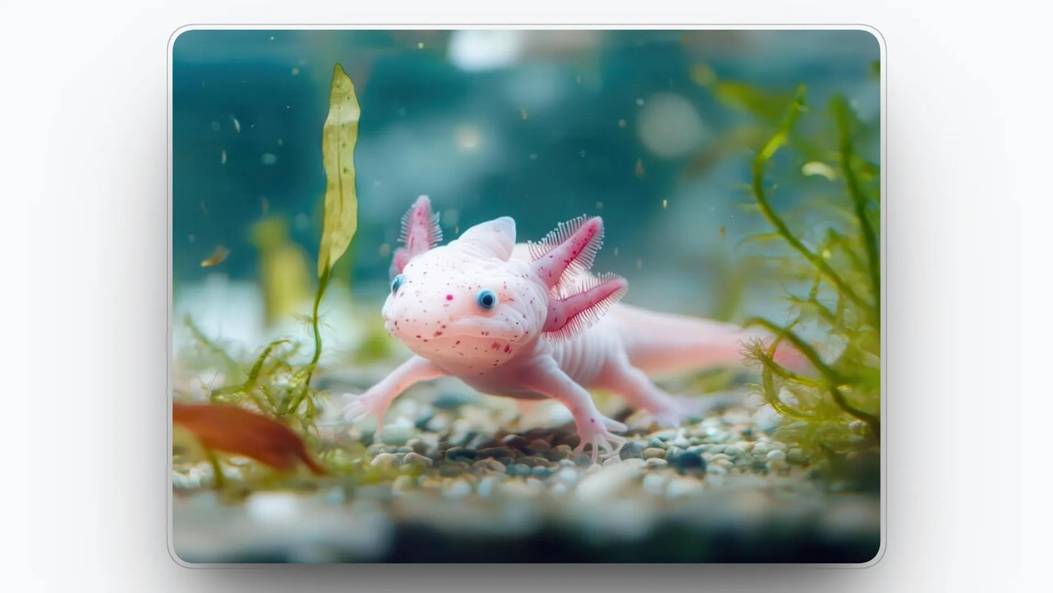 What Colors Do Axolotls Come in? Complete Guide