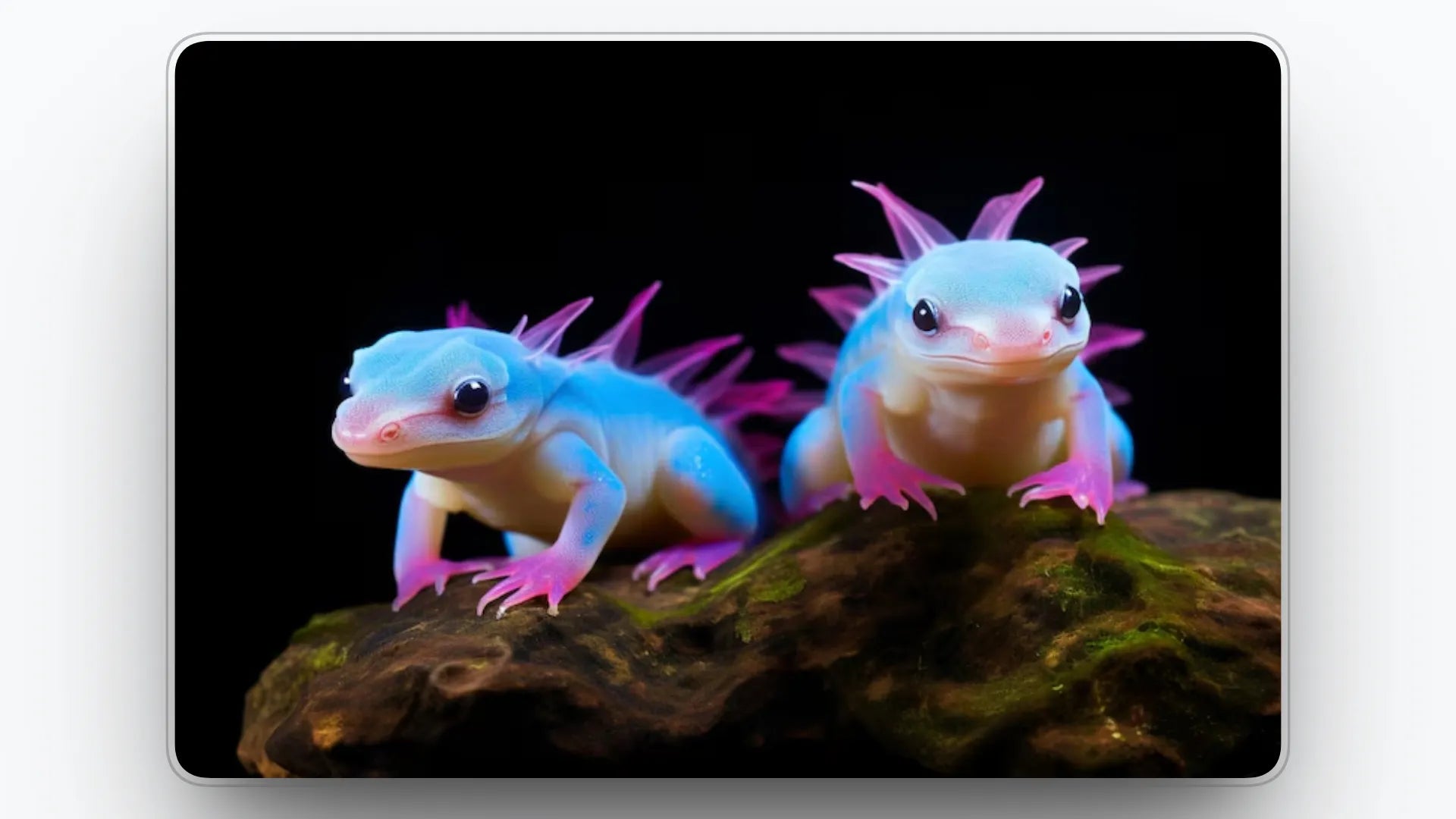 Are Blue Axolotls Real: What People are Actually Seeing Online
