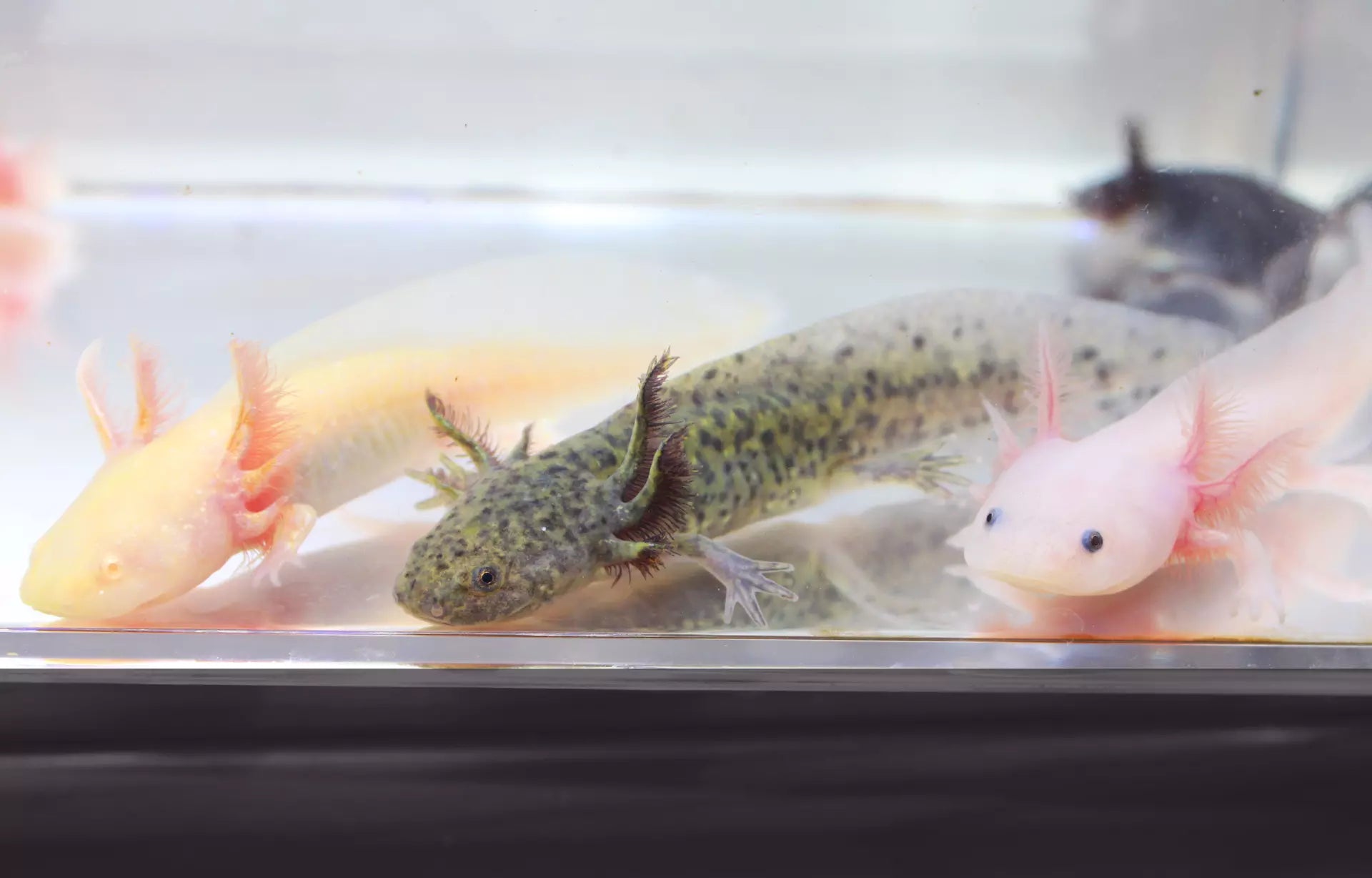 Rare axolotls 