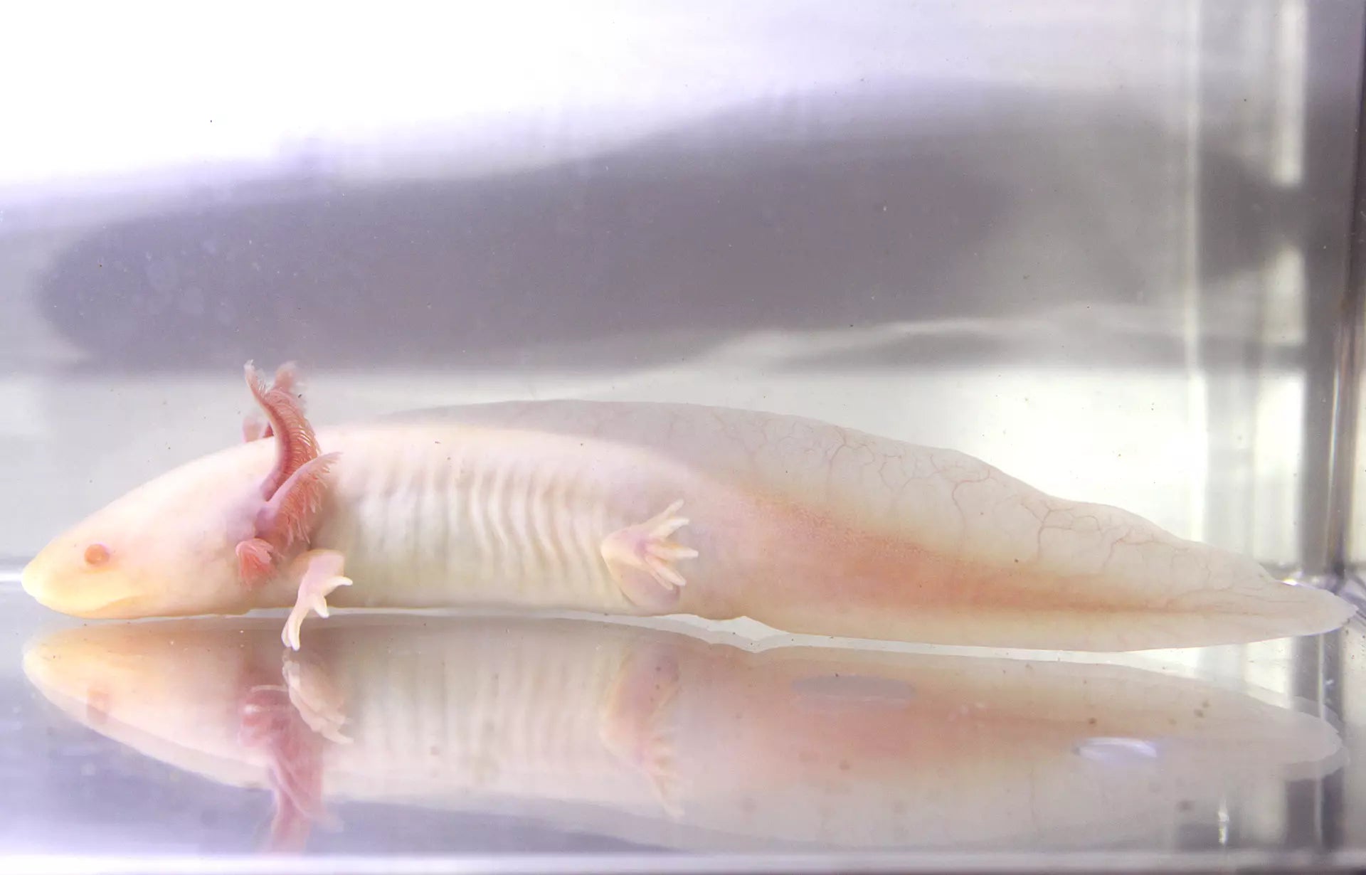 Albino Melanoid Axolotl