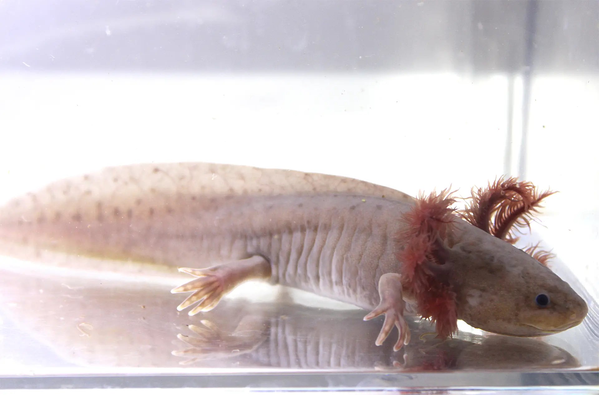 Copper Melanoid Axolotl