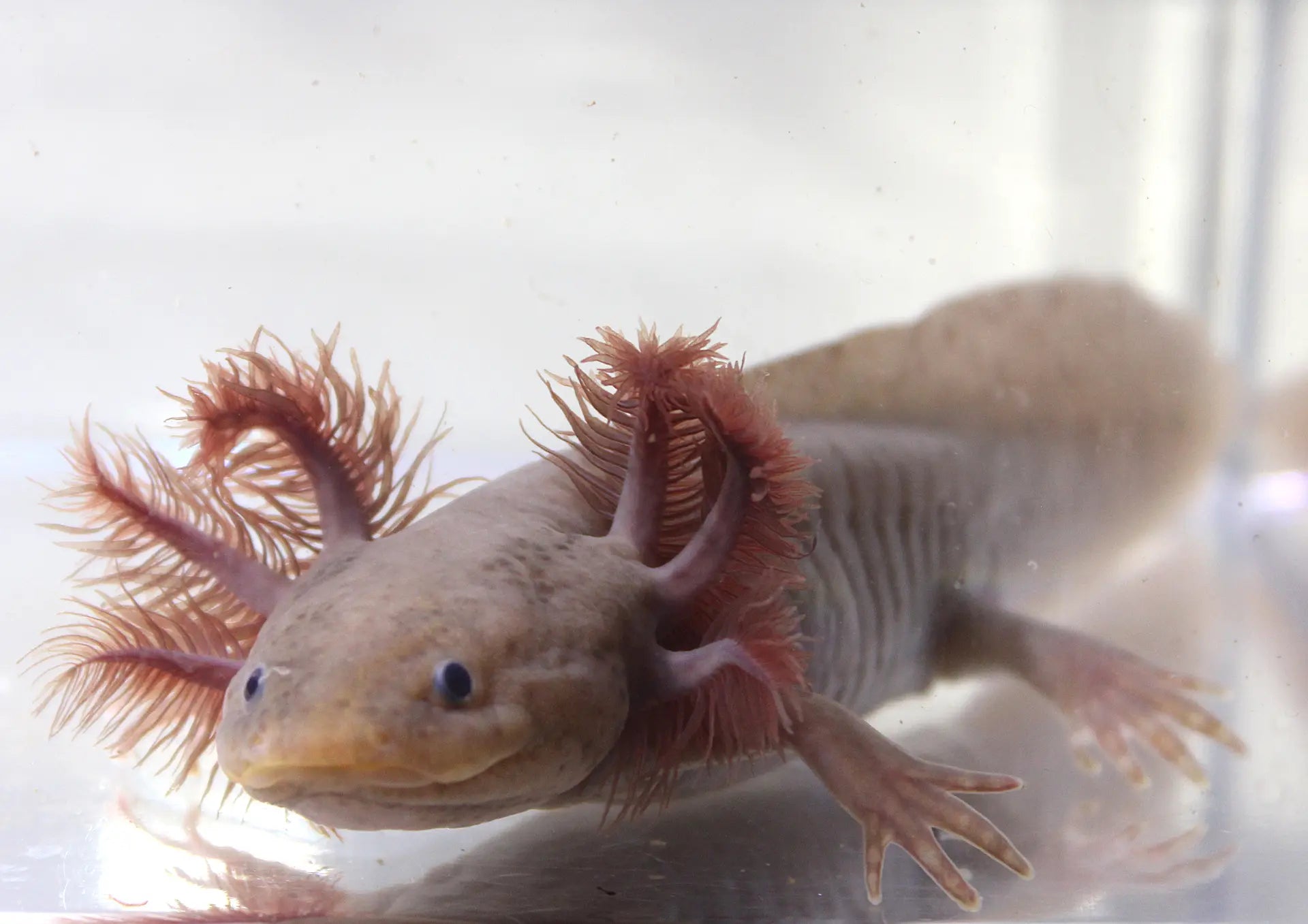 Copper Melanoid Axolotl