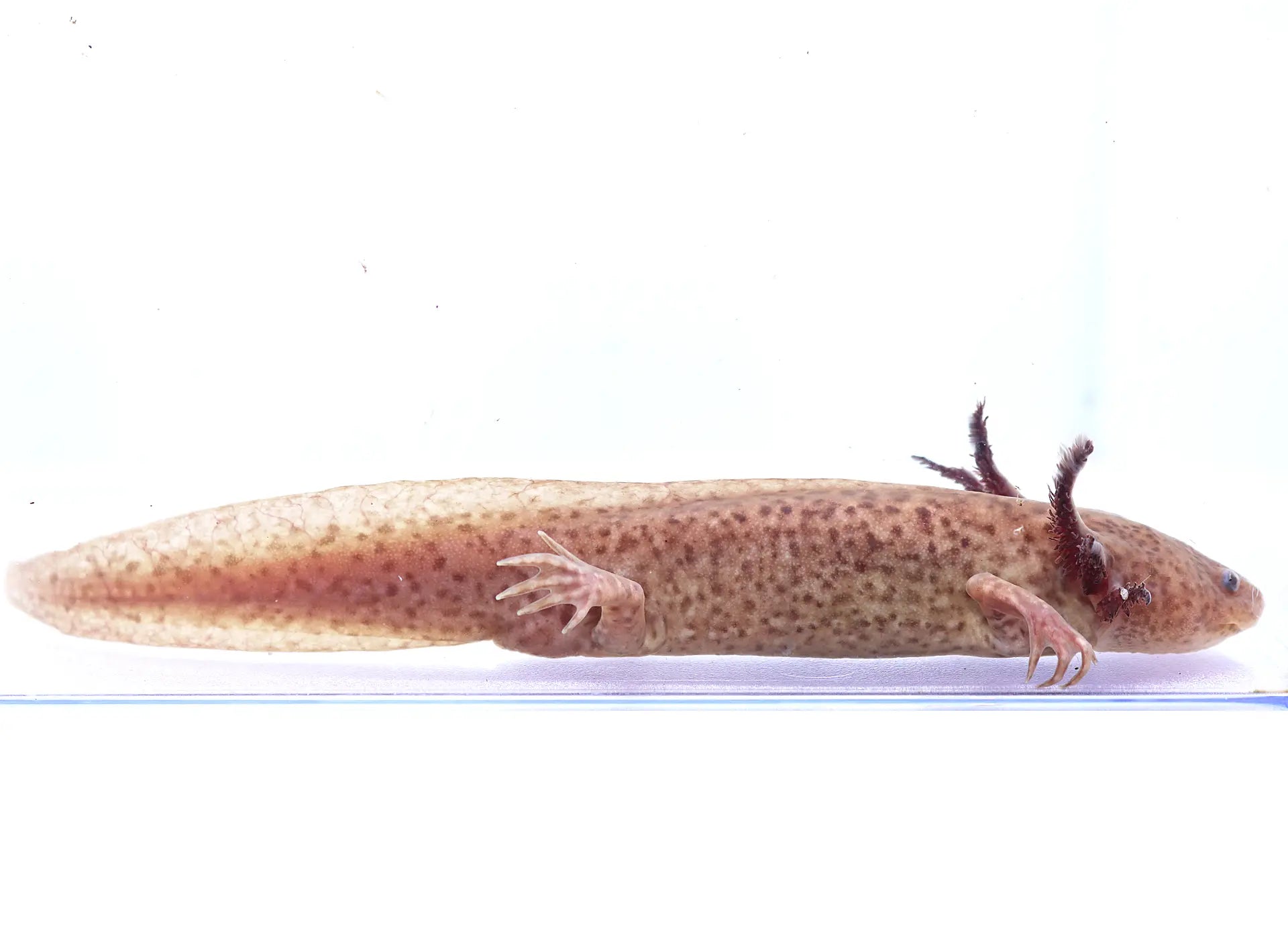 Axanthic Copper Axolotl