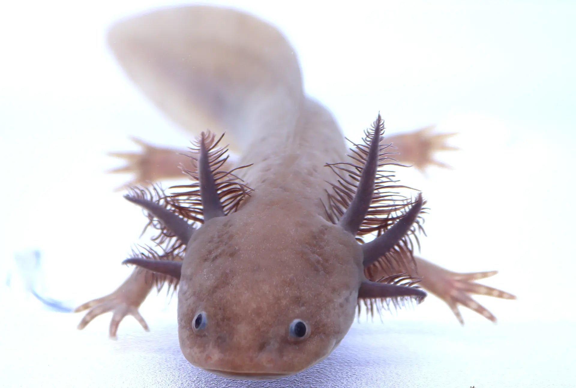 Melanoid Axanthic Copper Axolotl