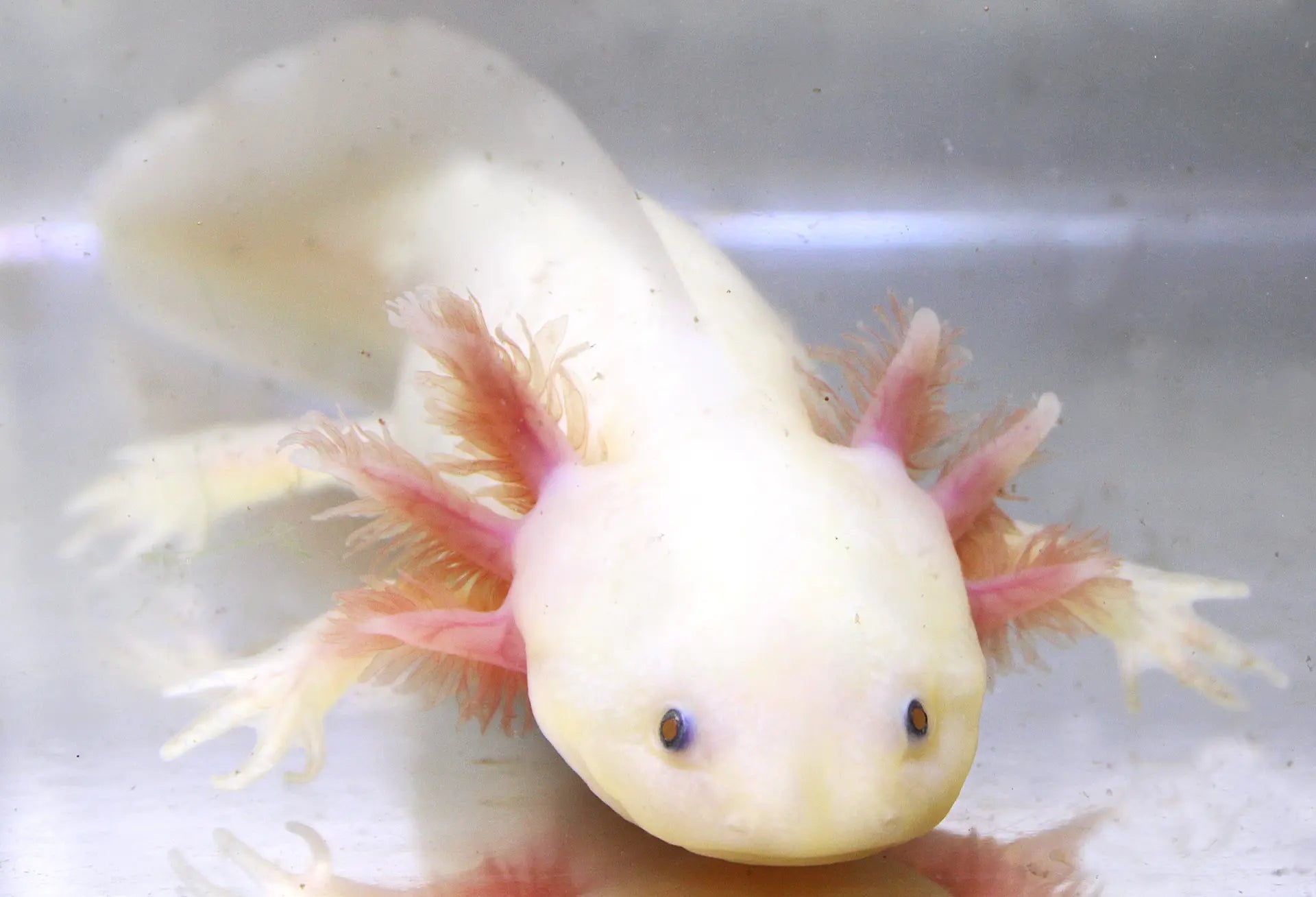 GFP Leucistic Axolotl | Axolotls For Sale | Fantaxies