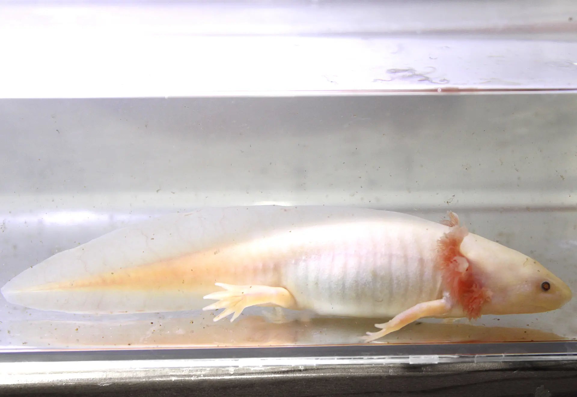 Leucistic GFP Axolotl