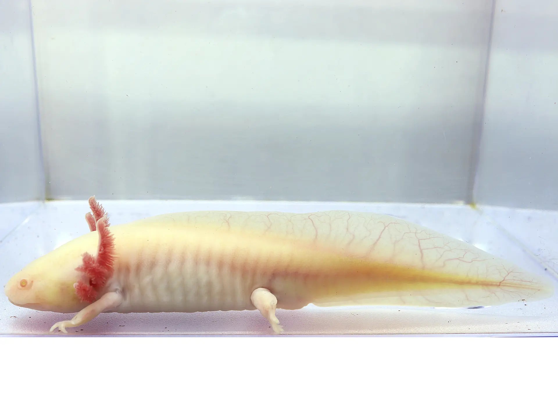 GFP Albino Axolotl