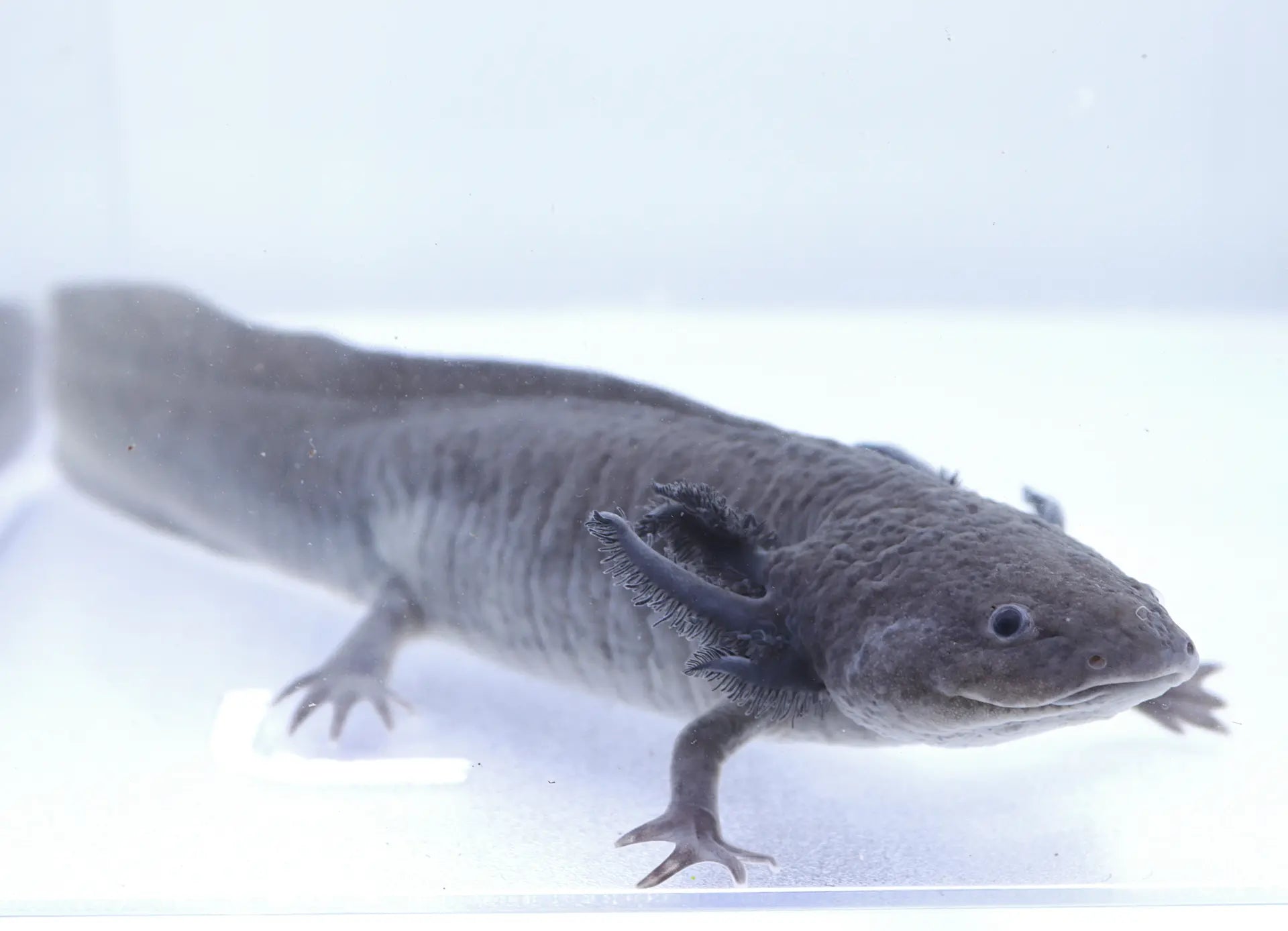 Melanoid Axolotl