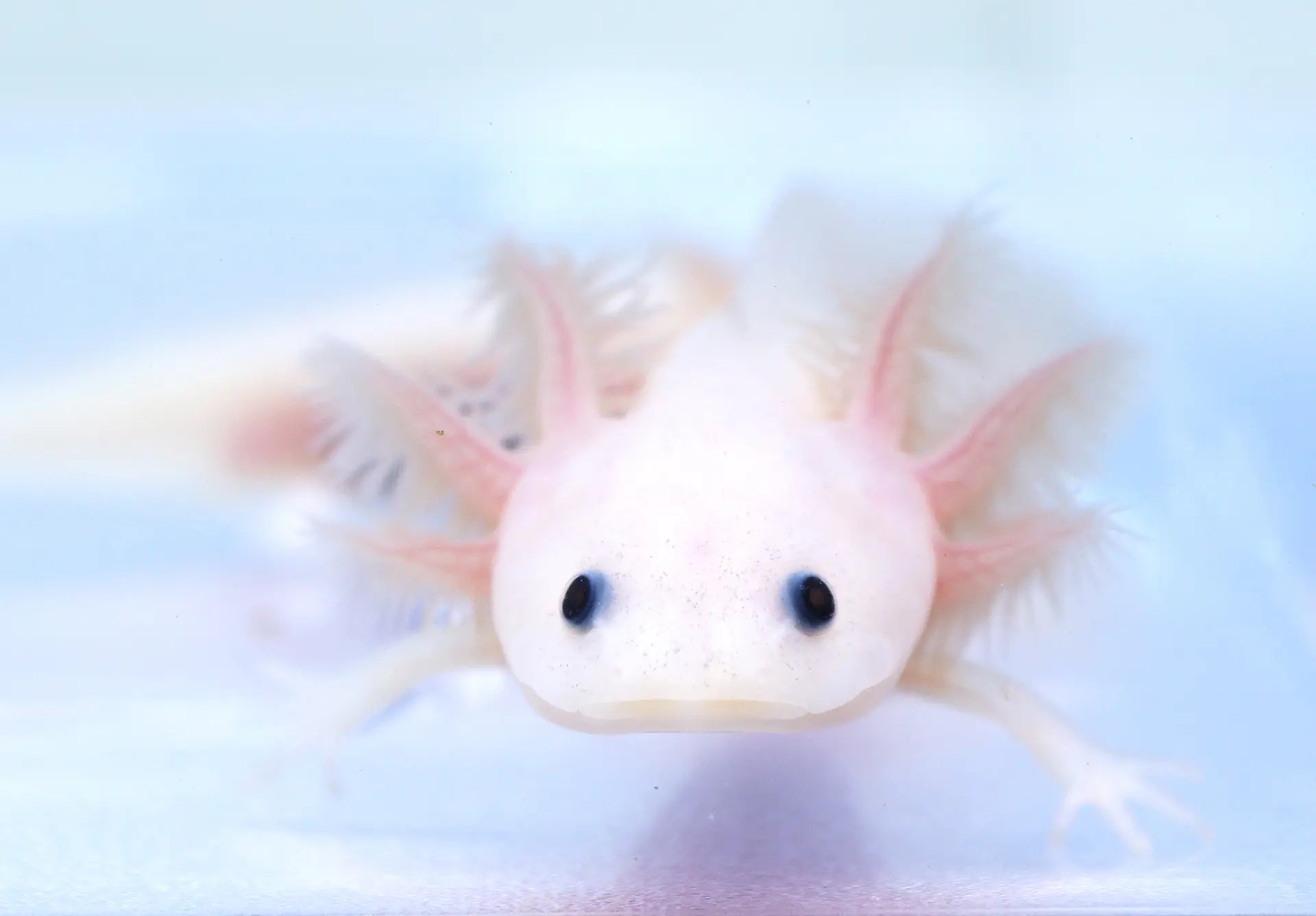 Fluffy Gill Leucistic (Lucy) Axolotl