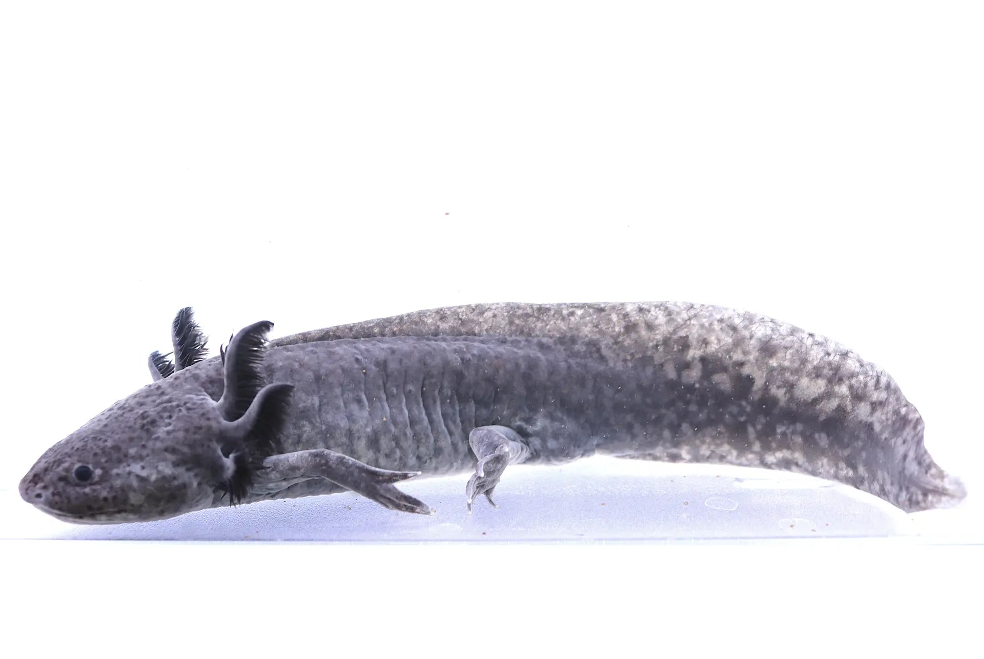 Axanthic Axolotl
