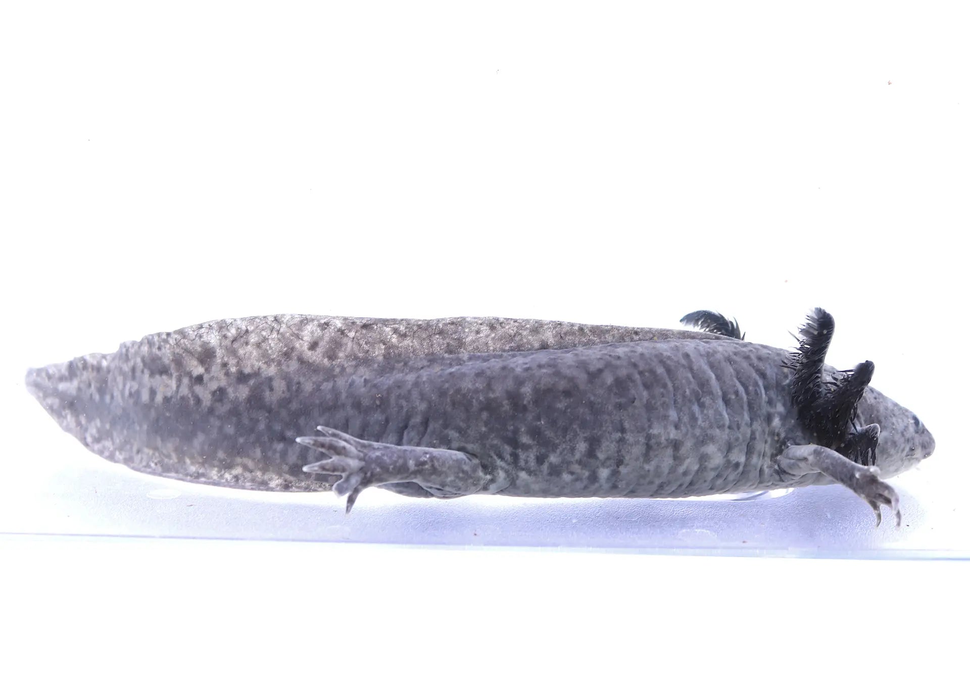 Axanthic Axolotl