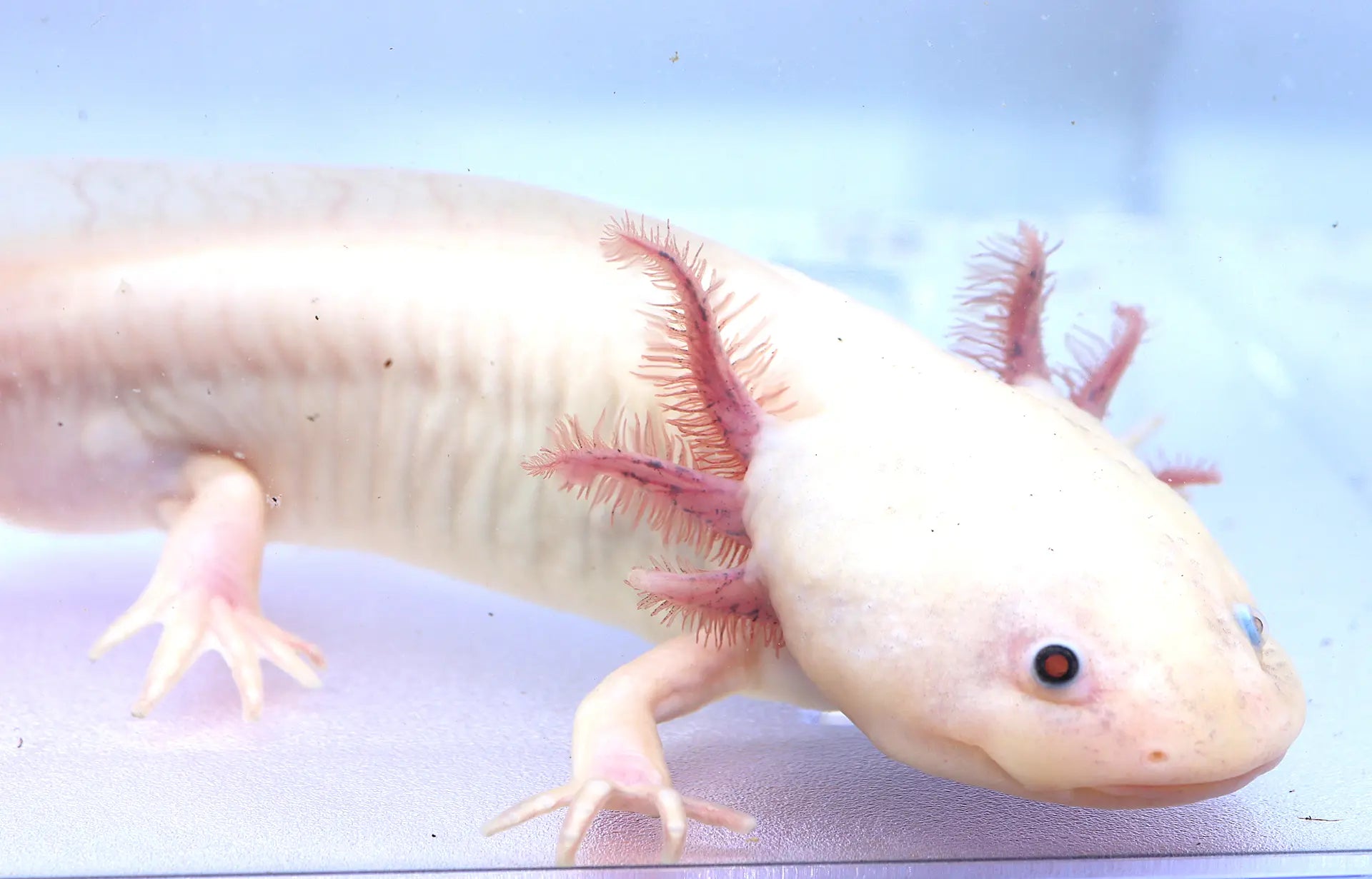 Dirty Leucistic Axolotl