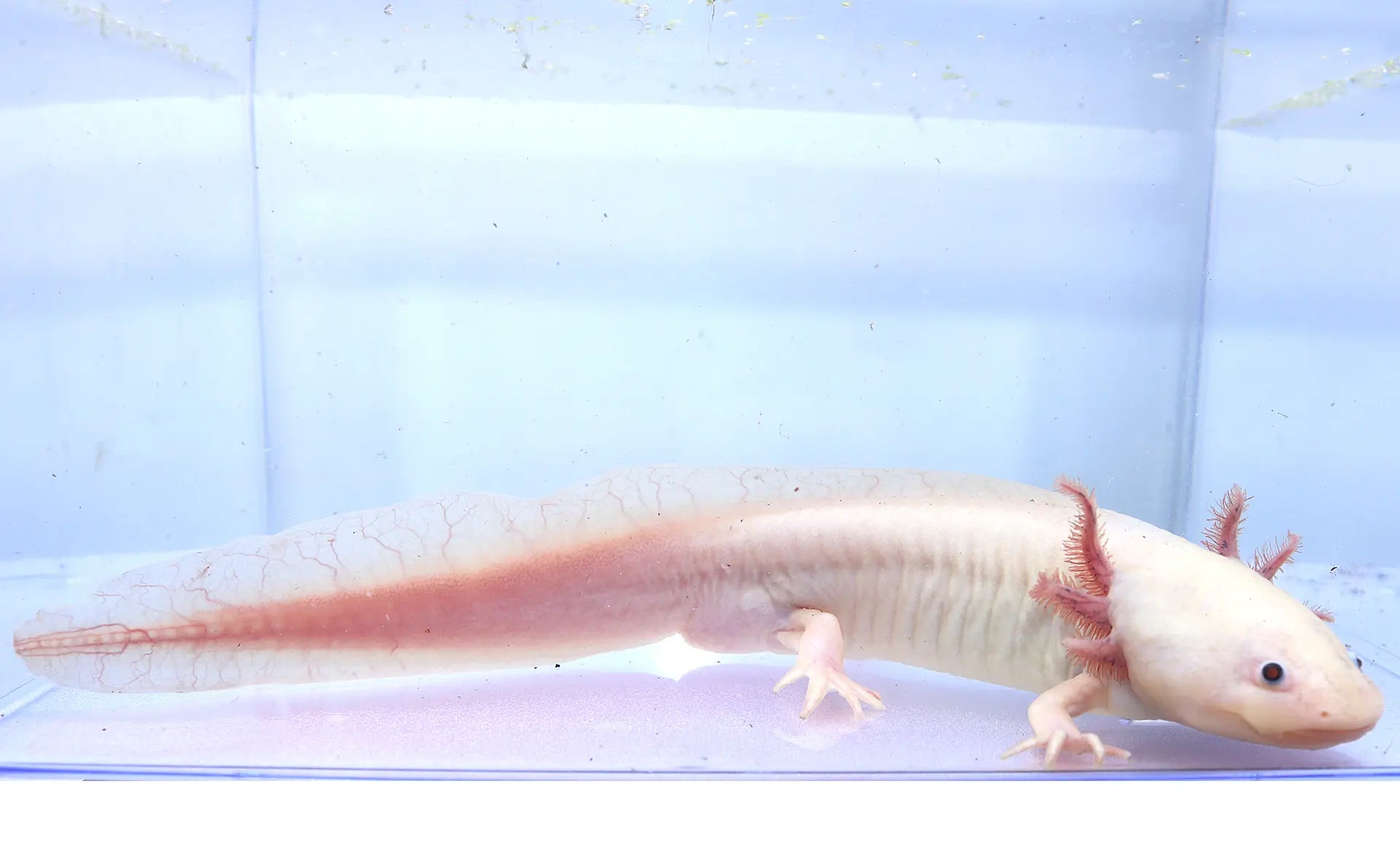 Dirty Leucistic Axolotl