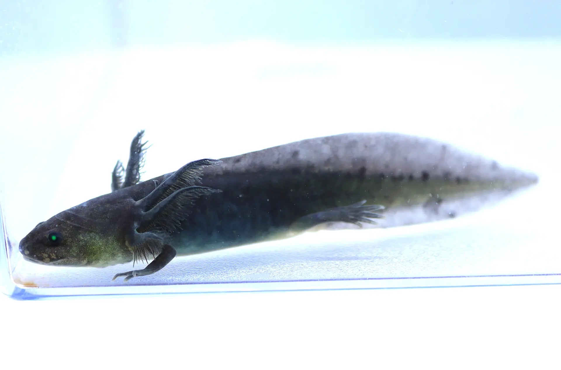 GFP Melanoid Axolotl