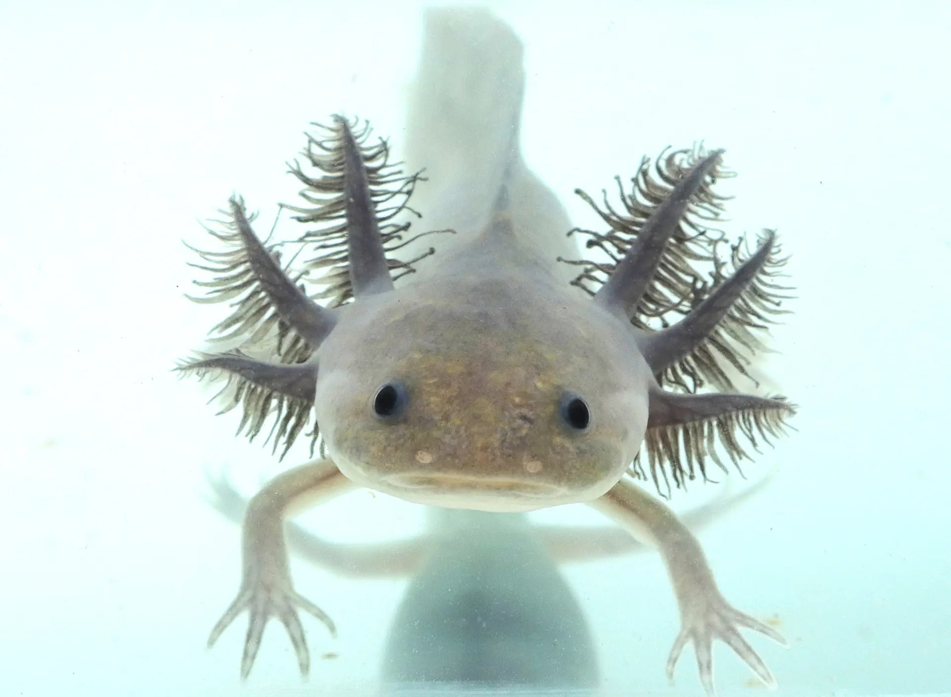 Hypomelanistic Melanoid Axolotl