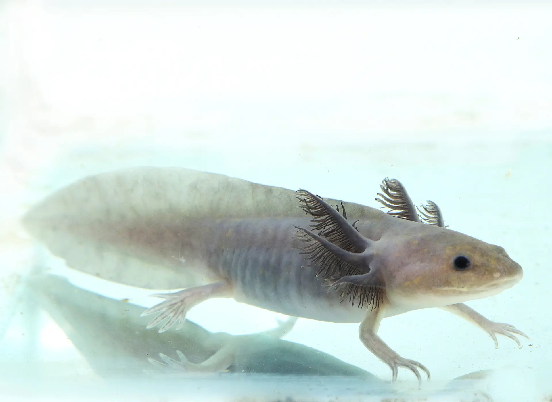 Hypomelanistic Melanoid Axolotl